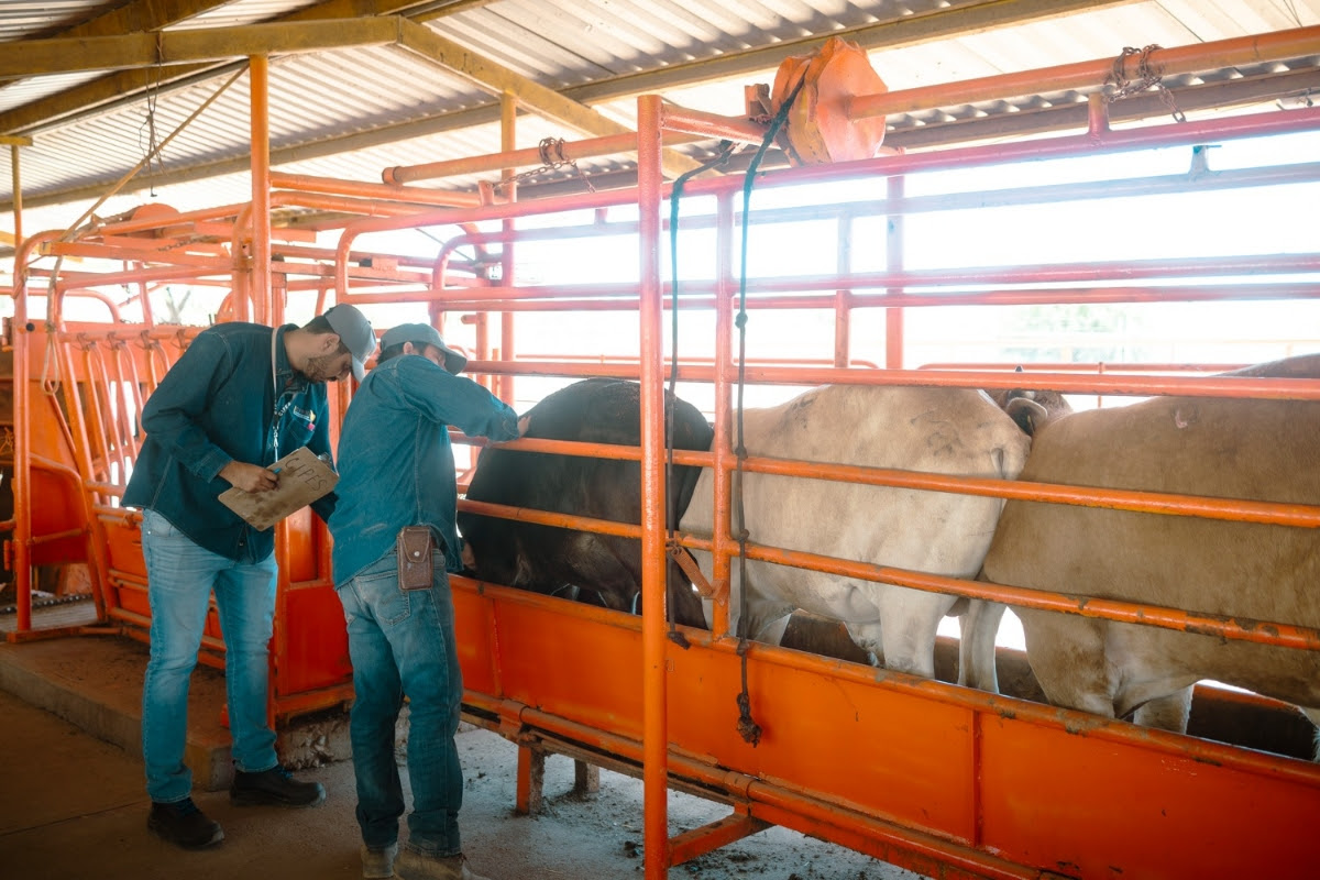 Refuerzan Sonora, México y EU acciones para proteger sanidad ganadera