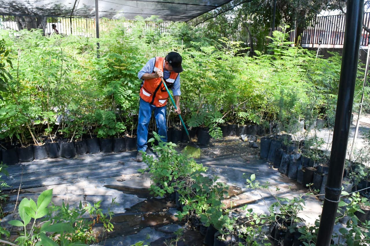 Fortalecerá vivero municipal producción de árboles nativos