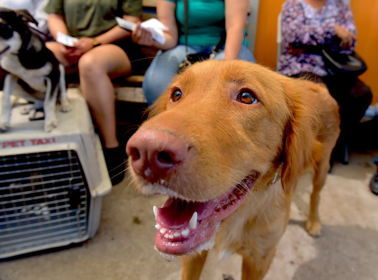 Pide Ayuntamiento llevar a perros y gatos a baño gratuito contra garrapatas