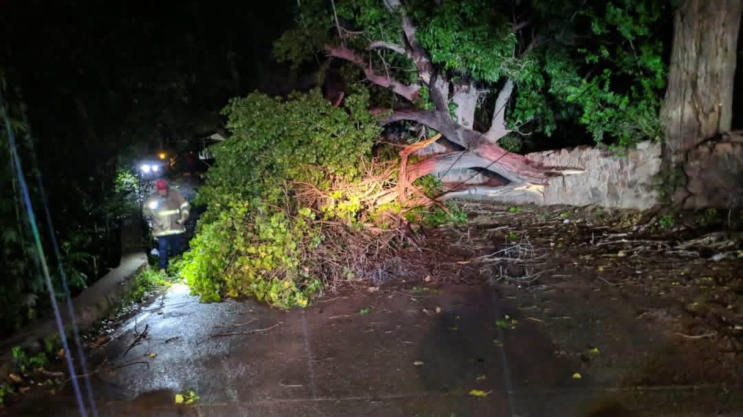 Quitan árbol que cayó en el sector El Barrilito