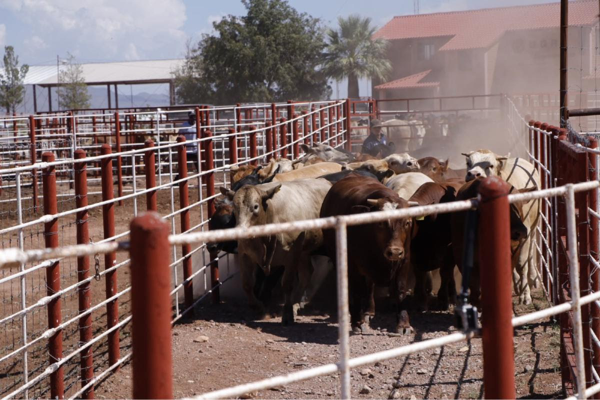 Reinicia Sonora la exportación ganadera a Estados Unidos