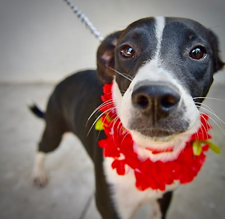 Organiza Ayuntamiento Feria de Adopciones de animales de compañía