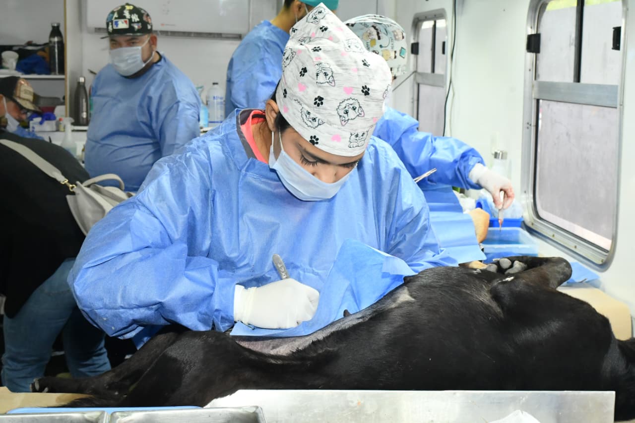 Invita Ayuntamiento a jornadas gratuitas de esterilización y baños contra garrapatas para perros y gatos