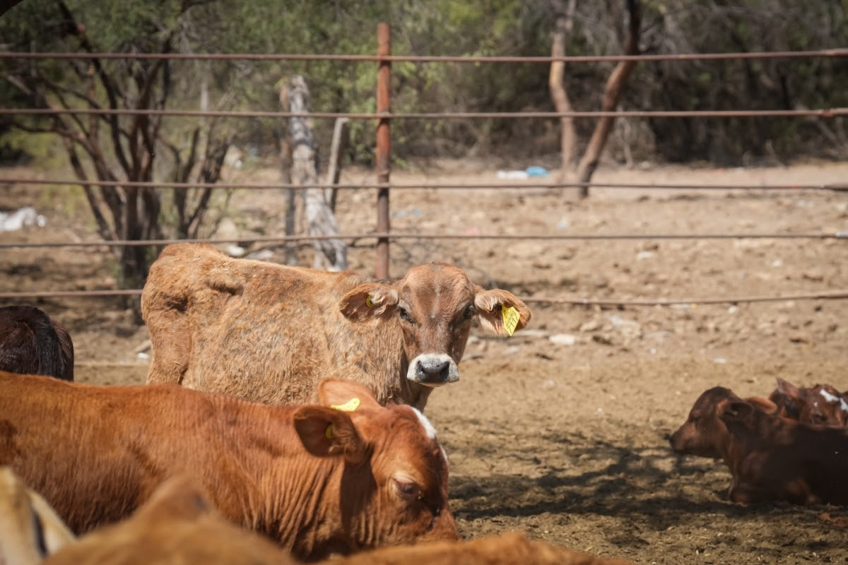 Reanudará Gobierno de Sonora exportación de ganado por Agua Prieta